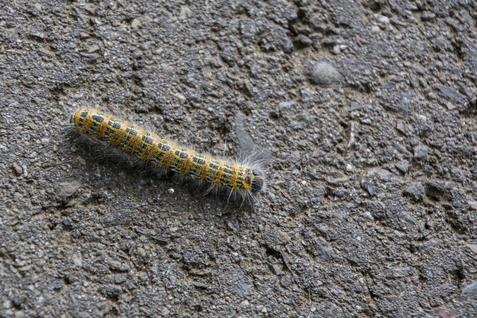 Van welke vlinder is dit de rups?